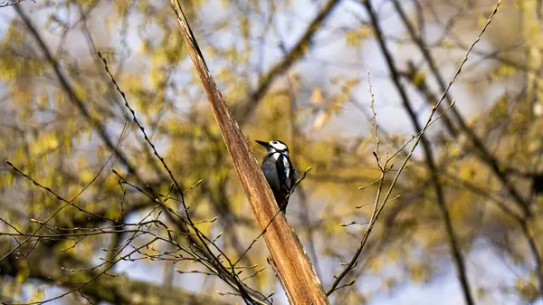 Büyük benekli ağaçkakan kuşu (Dendrocopos major)