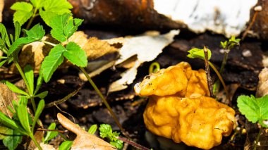 Gyromitra esculenta mantarı. Yenebilir doğa.