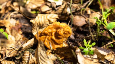 Gyromitra esculenta mantarı. Yenebilir doğa.