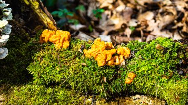 Gyromitra esculenta mantarı. Yenebilir doğa.