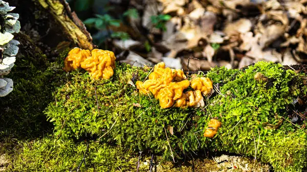 Gyromitra esculenta mantarı. Yenebilir doğa.