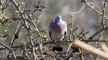 Güvercin (Columba palumbus) Pembe-mor göğüslü genel grimsi tüyler ve boynundaki yanardöner yeşil-mor renk yolcuya karşılık gelir..