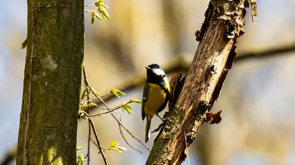 A bird sitting on a tree branch depicts a great tit (Parus major)