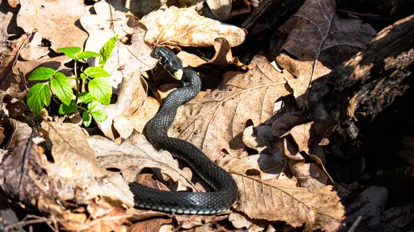 Yaygın Çim Yılan (Natrix natrix) Yılan kuru, kahverengi meşe yapraklarının üzerinde yatar.