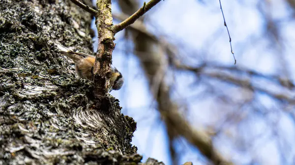 Küçük bir kuş, yaygın tımarhane (Sitta europaea), bir ağacın kaba, liken kaplı kabuğuna tünemiştir..