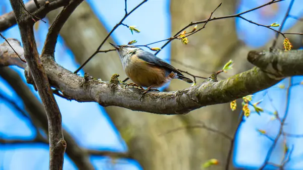 Küçük bir kuş, yaygın tımarhane (Sitta europaea), bir ağacın kaba, liken kaplı kabuğuna tünemiştir..