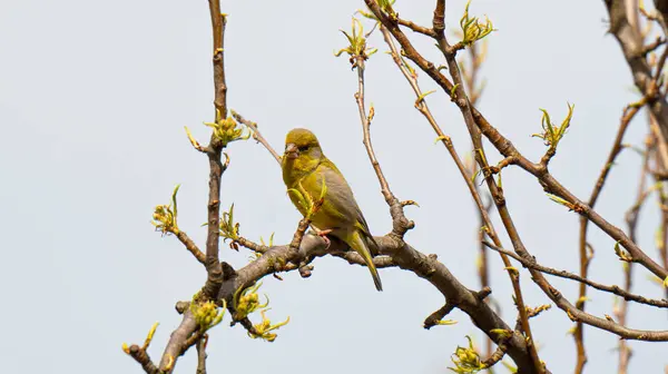 Yeşil ispinoz (Chloris chloris) ispinozu parlak sarı-yeşil tüyleriyle ayırt edilir.,