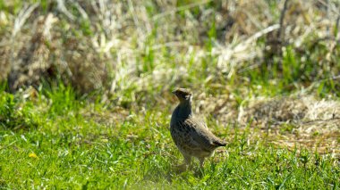 Gri Partridge (Perdix perdix): Bu küçük evcil bir tavuğa benzeyen orta büyüklükte bir kuştur.