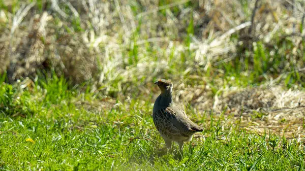 Gri Partridge (Perdix perdix): Bu küçük evcil bir tavuğa benzeyen orta büyüklükte bir kuştur.