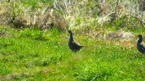 Gri Partridge (Perdix perdix): Bu küçük evcil bir tavuğa benzeyen orta büyüklükte bir kuştur.