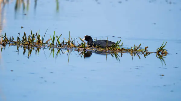 Coot (Fulica atra), Rallidae familyasına ait orta büyüklükte bir su kuşudur..
