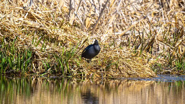 Coot (Fulica atra), Rallidae familyasına ait orta büyüklükte bir su kuşudur..