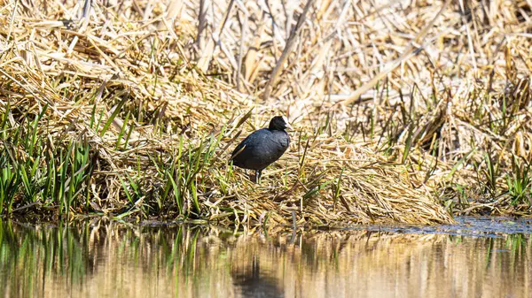 Coot (Fulica atra), Rallidae familyasına ait orta büyüklükte bir su kuşudur..