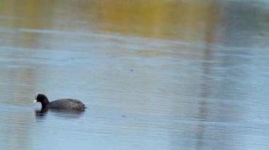 Coot (Fulica atra), Rallidae familyasına ait orta büyüklükte bir su kuşudur..