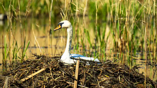 Dilsiz kuğu. Bu beyaz tüylü, uzun kıvrımlı boyunlu ve tabanında siyah bir şişlik olan turuncu gagalı büyük bir kuş..