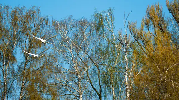 Dilsiz kuğu. Bu beyaz tüylü, uzun kıvrımlı boyunlu ve tabanında siyah bir şişlik olan turuncu gagalı büyük bir kuş..