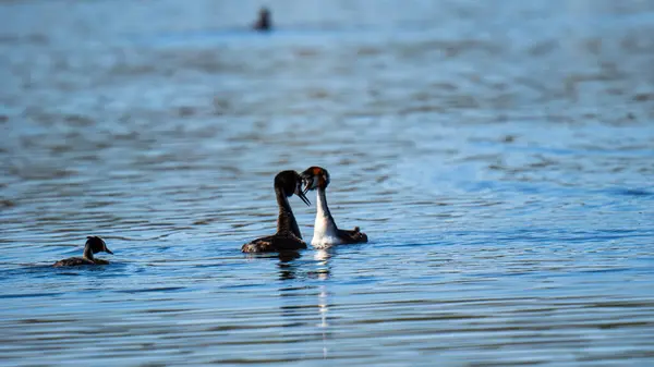 Ulu İbikli Grebes. Bunlar uzun boyunlu ve sivri uçlu zarif kuşlar. Üreme mevsiminde, karakteristik tüy 