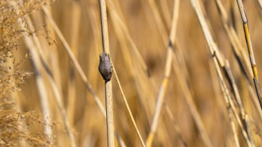 Avrupa ağaç kurbağası (Hyla arborea) bu kurbağanın parlak yeşil bir rengi vardır