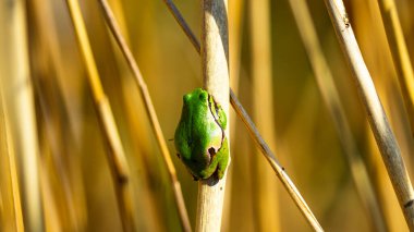 Avrupa ağaç kurbağası (Hyla arborea) bu kurbağanın parlak yeşil bir rengi vardır