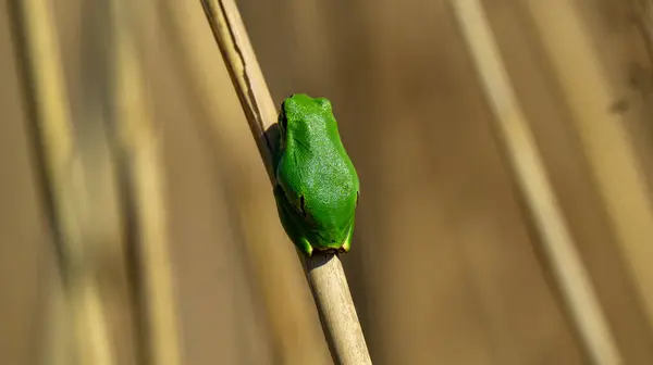 Avrupa ağaç kurbağası (Hyla arborea) bu kurbağanın parlak yeşil bir rengi vardır