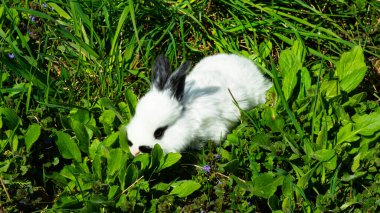 Siyah kulakları ve gözlerinin etrafında siyah noktalar olan beyaz bir tavşan yavrusu. Kürkü çok kabarık görünüyor. Yavru tavşan yeşil çimenlerde oturuyor..