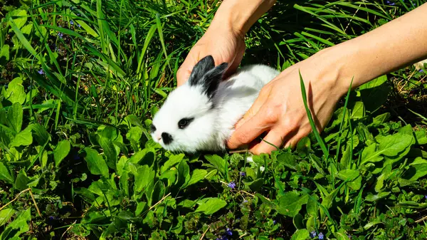 Siyah kulakları ve gözlerinin etrafında siyah noktalar olan beyaz bir tavşan yavrusu. Kürkü çok kabarık görünüyor. Yavru tavşan yeşil çimenlerde oturuyor..