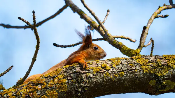 kırmızı sincap (Sciurus vulgaris) Avrasya kırmızı sincabı