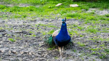 Tavus kuşları parlak mavi-yeşil tüylü büyük, renkli kuşlardır..