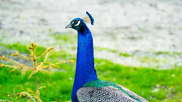 Tavus kuşları parlak mavi-yeşil tüylü büyük, renkli kuşlardır..