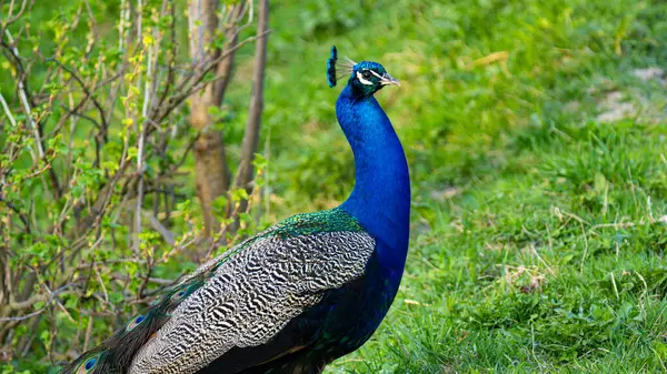 Tavus kuşları parlak mavi-yeşil tüylü büyük, renkli kuşlardır..