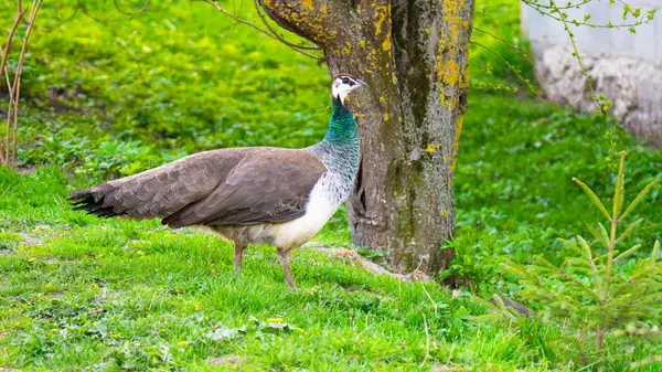 Tavus kuşları parlak mavi-yeşil tüylü büyük, renkli kuşlardır..