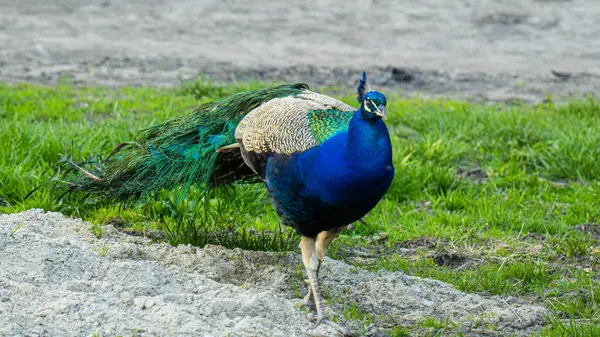 Tavus kuşları parlak mavi-yeşil tüylü büyük, renkli kuşlardır..