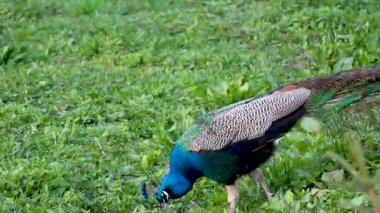 Tavus kuşları parlak mavi-yeşil tüylü büyük, renkli kuşlardır..