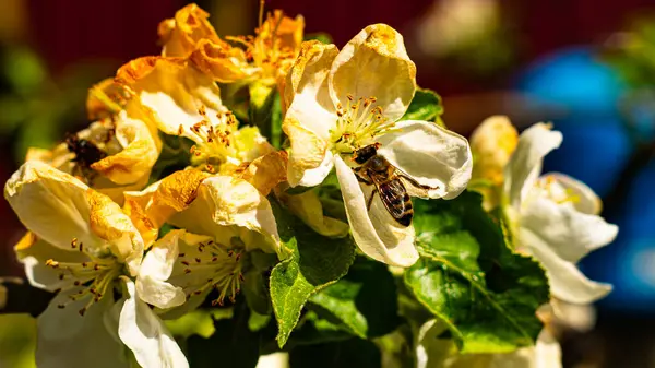 Bir bal arısı çiçek açan bir meyve ağacından nektar toplar..