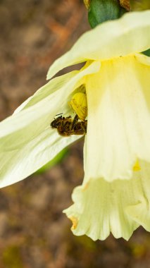 Bir çiçeğe yakın çekim, muhtemelen nergis, içinde arı olan. Arıda bir Varroa maytı var..