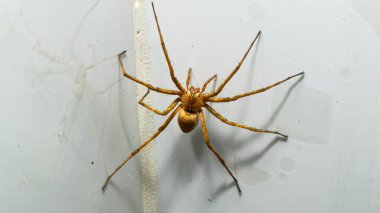 ev örümceği (Pholcus fhalangioides), uzun bacaklı örümcek olarak da bilinir..