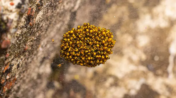 Bu yaratıklar yumurtadan yeni çıkmış yeni doğmuş örümcekler ve genç örümceklerin bir çeşit 