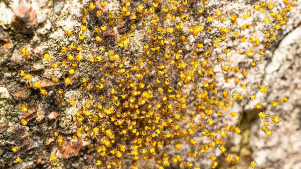 Bu yaratıklar yumurtadan yeni çıkmış yeni doğmuş örümcekler ve genç örümceklerin bir çeşit 