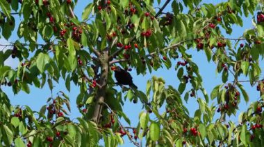Çapraz Orb-Weaver Örümcek Forest Makro Vuruşu Web 'de
