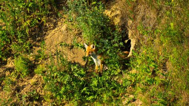 Oyuncak yavrularıyla vahşi bir orman ortamında çekilen kızıl bir tilki. Görüntüler doğal ortamlarındaki vahşi hayvanların mahrem doğal davranışlarını yakalıyor. Vahşi yaşam, doğa koruma, orman yaşamı ve çevresel hikaye anlatma konuları için ideal..