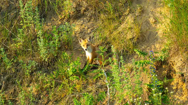 Oyuncak yavrularıyla vahşi bir orman ortamında çekilen kızıl bir tilki. Görüntüler doğal ortamlarındaki vahşi hayvanların mahrem doğal davranışlarını yakalıyor. Vahşi yaşam, doğa koruma, orman yaşamı ve çevresel hikaye anlatma konuları için ideal..