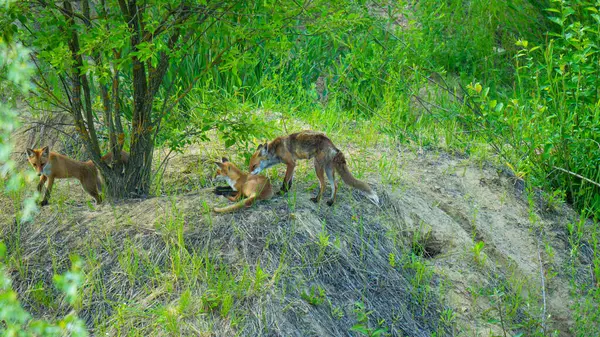 Oyuncak yavrularıyla vahşi bir orman ortamında çekilen kızıl bir tilki. Görüntüler doğal ortamlarındaki vahşi hayvanların mahrem doğal davranışlarını yakalıyor. Vahşi yaşam, doğa koruma, orman yaşamı ve çevresel hikaye anlatma konuları için ideal..