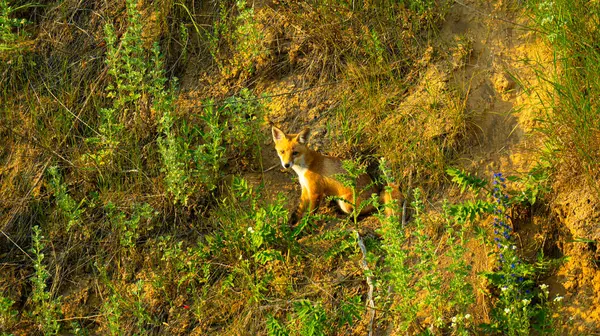 Oyuncak yavrularıyla vahşi bir orman ortamında çekilen kızıl bir tilki. Görüntüler doğal ortamlarındaki vahşi hayvanların mahrem doğal davranışlarını yakalıyor. Vahşi yaşam, doğa koruma, orman yaşamı ve çevresel hikaye anlatma konuları için ideal..