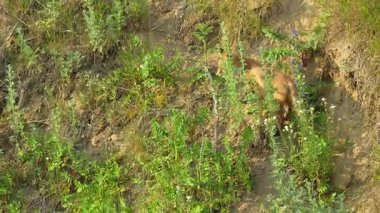 Oyuncak yavrularıyla vahşi bir orman ortamında çekilen kızıl bir tilki. Görüntüler doğal ortamlarındaki vahşi hayvanların mahrem doğal davranışlarını yakalıyor. Vahşi yaşam, doğa koruma, orman yaşamı ve çevresel hikaye anlatma konuları için ideal..