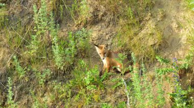 Oyuncak yavrularıyla vahşi bir orman ortamında çekilen kızıl bir tilki. Görüntüler doğal ortamlarındaki vahşi hayvanların mahrem doğal davranışlarını yakalıyor. Vahşi yaşam, doğa koruma, orman yaşamı ve çevresel hikaye anlatma konuları için ideal..