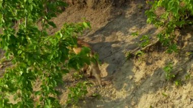 Oyuncak yavrularıyla vahşi bir orman ortamında çekilen kızıl bir tilki. Görüntüler doğal ortamlarındaki vahşi hayvanların mahrem doğal davranışlarını yakalıyor. Vahşi yaşam, doğa koruma, orman yaşamı ve çevresel hikaye anlatma konuları için ideal..