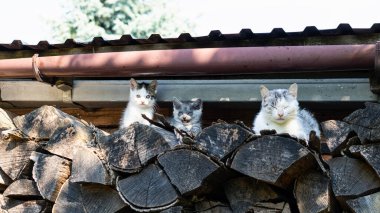 Meraklı Kediler ve Dinlenen Kedi Odunlukta