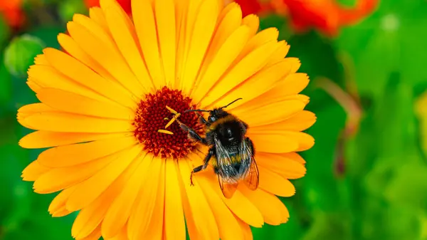 Yaz Bahçesinde Parlak Sarı Çiçek Üzerine Yaban Arısı