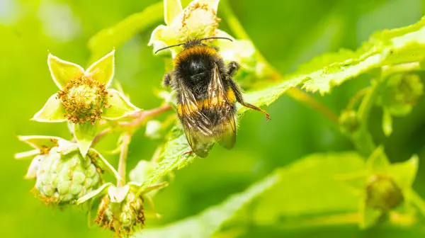 Yaz Bahçesinde Parlak Sarı Çiçek Üzerine Yaban Arısı