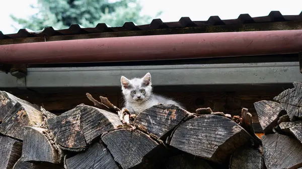 Meraklı Kediler ve Dinlenen Kedi Odunlukta